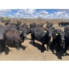 Image 3 : Lone Star Cattle Co. - 980# June Delivery Heifers - 260 Head (Strathmore, AB)