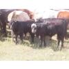 Image 11 : Bar T Livestock - 535# October Delivery Steer Calves - 115 Head (Earl Grey, SK)