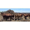 Image 4 : Cattlewood Farms Ltd. - 940# June/July Delivery Heifers - 100 Head (Fincastle, AB)