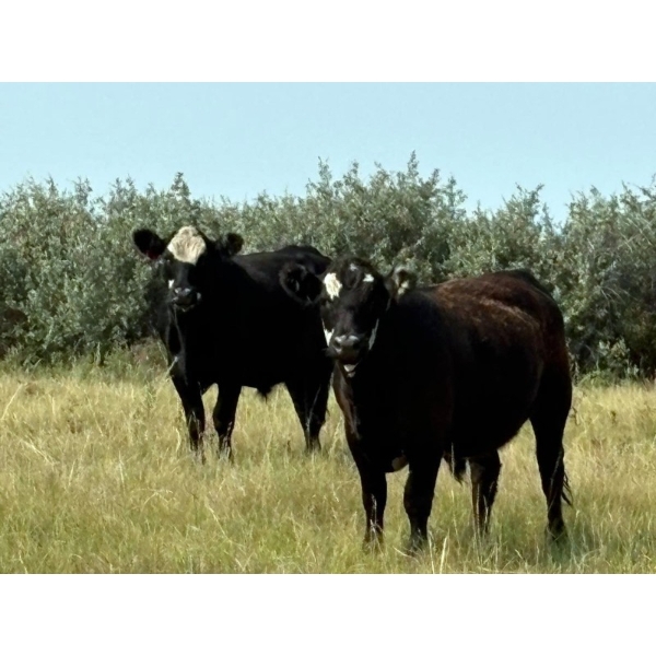 Riverbend Ranch - 950# September Delivery Grass Steers - 130 Head (Brooks, AB)
