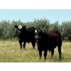 Image 1 : Riverbend Ranch - 950# September Delivery Grass Steers - 130 Head (Brooks, AB)