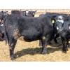Image 2 : A&S Farms - 30 BBF Replacement Heifers (Coaldale, AB)