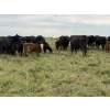 Image 6 : Malarky Farms - 36 Black/Black X Cow/Calf Pairs (Newdale, MB)
