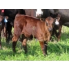 Image 4 : Nameth Land & Livestock Ltd. - 500# November Delivery Heifer Calves - 50 Head (Cupar, SK) VBP+