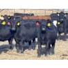 Image 2 : Lance & Lisa Howg - 760# October Delivery Steer Calves - 80 Head (Enchant, AB)