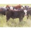 Image 2 : Bar T Livestock - 535# October Delivery Steer Calves - 115 Head (Earl Grey, SK)