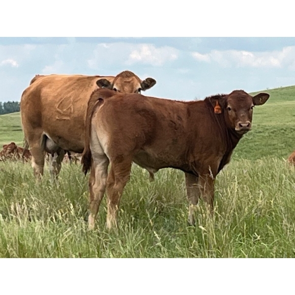 North Slope Farms - 600# November Delivery Steer Calves - 100 Head (Czar, AB)
