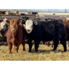 Image 2 : Gregg Dickson - 893# March Delivery Steers - 69 Head (Leslieville, AB)