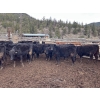 Image 5 : Frolek Cattle Co. - 635# March/April Delivery Heifers - 150 Head (Knutsford, BC)