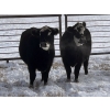 Image 5 : Lemmer Farms - 20 BBF Bred Heifers (Rocky View, AB)