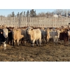 Image 2 : Lesher Lane Enterprises - 950# June Weaned Steers - 250 Head (Lacombe, AB)