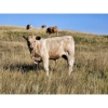 Image 10 : Farming Valley Ranch (Ben Tateson) - 590# November Delivery Steer Calves - 100 Head (Cereal, AB)