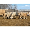 Image 2 : Winn Man Farms - 715# March/April Delivery Heifers - 82 Head (Winnipegosis, MB)