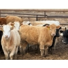 Image 3 : JG Larson Livestock (V-V) - 800# April Delivery Heifers - 74 Head (Jenner, AB) VBP+