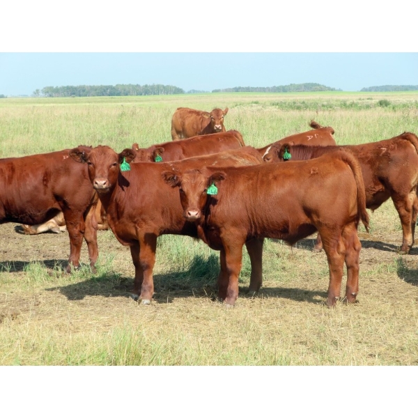 Mebs Ranch - 650# October Delivery Steer Calves - 35 Head (Broadview, SK) VBP+