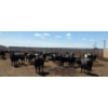 Image 1 : Cattlewood Farms Ltd. - 825# June/July Delivery Heifers - 120 Head (Fincastle, AB)