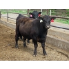 Image 12 : Little Rainbow Ranch - 820# June Delivery Steers - 144 Head (Moosomin, SK)