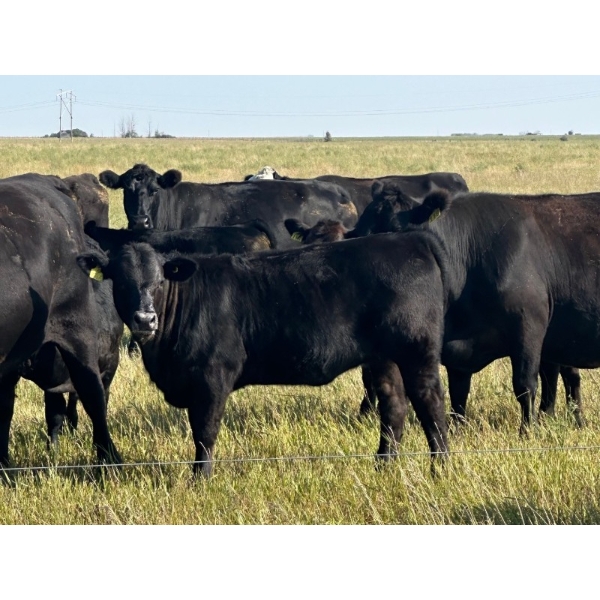 Hobman Livestock - 550# October Delivery Heifer Calves - 106 Head (Nokomis, SK)