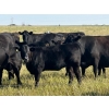 Image 1 : Hobman Livestock - 550# October Delivery Heifer Calves - 106 Head (Nokomis, SK)