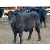 Image 8 : Justin Tateson - 960# March Delivery Steers - 65 Head (Scandia, AB)