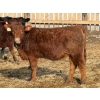 Image 5 : Ugly Head Feeders - 760# March Delivery Heifers - 68 Head (Killam, AB)
