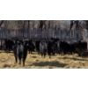 Image 3 : GDS Enterprises Ltd. - 890# February Delivery Steers - 120 Head (Burstall, SK)