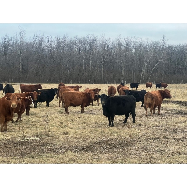 Long Haul Farms - 40 Exotic X April/May Calving Bred Cows (Steinbach, MB)