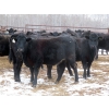 Image 5 : Martin DeVos - 860# March/April Delivery Heifers - 115 Head (Fork River, MB)