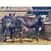 Image 9 : Schunicht Farms - 800# Dec/Jan Delivery Weaned Steers - 70 Head (Strathmore, AB)