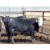 Image 4 : Leon Torkelson - 850# April Delivery Heifers - 22 Head (Millicent, AB)