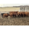 Image 3 : Lobo Ranching Ltd. - 763# May Delivery Heifers - 42 Head (Madden, AB)