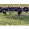 Image 4 : Hawkins Family Farm - 910# August Delivery Grass Heifers - 265 Head (Coderre, SK)