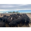Image 13 : Cattlewood Farms Ltd. - 740# June Delivery Heifers - 145 Head (Fincastle, AB)