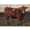 Image 3 : J&R Peterson - 985# January Weaned Steers - 122 Head (Barnwell, AB)