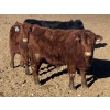 Image 7 : Hawk Ranching - 960# February Delivery Steers - 65 Head (Nanton, AB)
