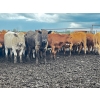 Image 2 : Larnie's Bar 3K Ranch - 870# June Delivery Steers - 120 Head (Onoway, AB)