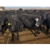 Image 4 : Saddle Ridge & S-S Ranch - 650# October Delivery Steer Calves - 180 Head (Strathmore, AB)