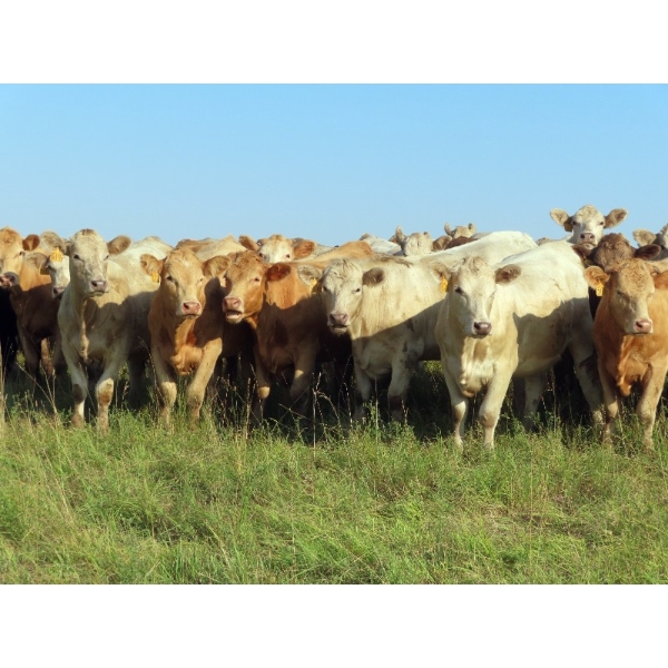 Hidden Creek Farms Ltd. - 975# Sept/Oct Delivery Grass Heifers - 63 Head (Fort Qu'Appelle, SK)
