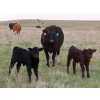 Image 3 : Lamb Cattle Company - 525# October Delivery Steer Calves - 230 Head (Hanley, SK)