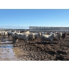 Image 3 : 6U Cattle Company - 900# June Delivery Heifers - 70 Head (Manning, AB) VBP+