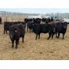 Image 4 : Peake Livestock Inc. - 750# April Delivery Heifers - 80 Head (Roblin, MB)