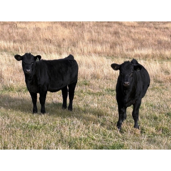 K & P Anthony Farms - 590# Oct/Nov Delivery Steer Calves - 75 Head (Moose Jaw, SK) VBP+