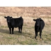 Image 1 : T & P Anthony Farms - 540# Oct/Nov Delivery Heifer Calves - 55 Head (Moose Jaw, SK) VBP+