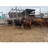 Image 3 : DJ Fridlington - 720# May Delivery Heifers - 82 Head (Kersley, BC)