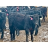 Image 8 : Sturgeon River Ranch - 680# March Delivery Heifers - 90 Head (Rockyford, AB)