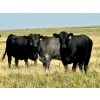 Image 2 : Kings Corner Farms - 40 Open Angus X Cows (Corning, SK)