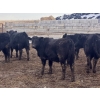 Image 7 : Echo Springs Ranching  - 735# February Delivery Heifers - 34 Head (Granum, AB)