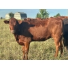 Image 7 : Valley View Ranch - 945# September Delivery Grass Heifers - 58 Head (Strathmore, AB)
