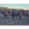 Image 3 : C.O. Johnson & Sons Ranches - 832# March Delivery Steers - 107 Head (Scandia, AB) VBP+