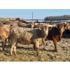 Image 2 : Darcy, Colton & Blake Reinhardt - 850# February Delivery Heifers - 145 Head (Redland, AB)